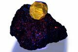Pristine Zircon Crystal and Magnetite in Biotite Schist - Fluorescent! #363942-1